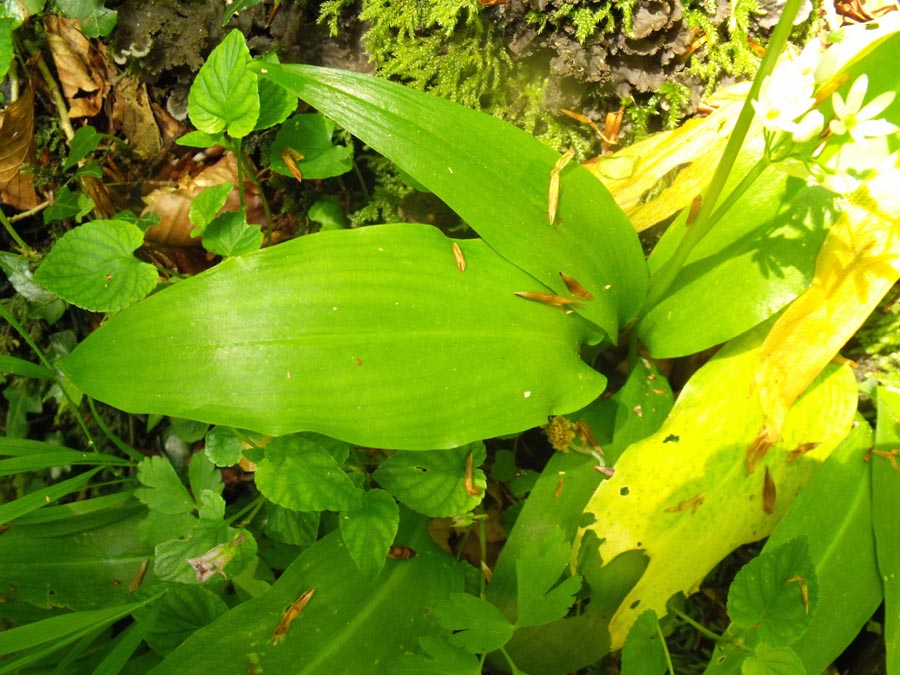 Allium ursinum